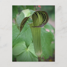 Postal Jack-In-The-Pulpit