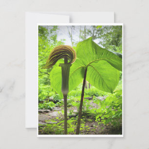Postal Jack-In-The-Pulpit