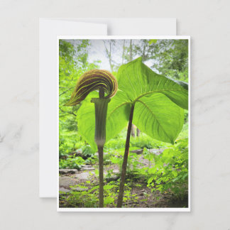 Postal Jack-In-The-Pulpit