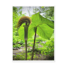 Postal Jack-In-The-Pulpit