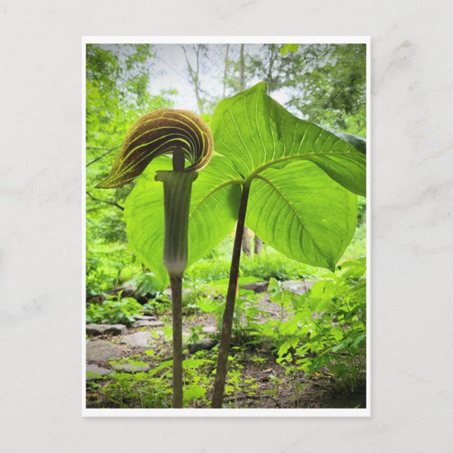 Postal Jack-In-The-Pulpit (Anverso)