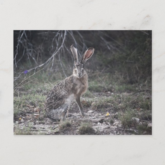 Postal Jack Rabbit (Anverso)