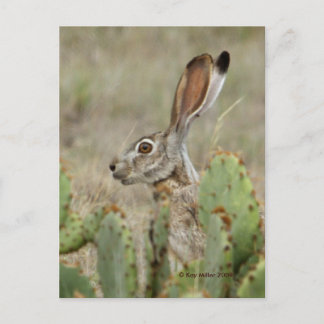 Postal Jack Rabbit - Cactus - 2 - 2009