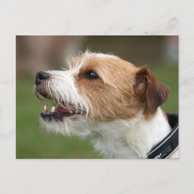 Postal jack russel terrier (Anverso)