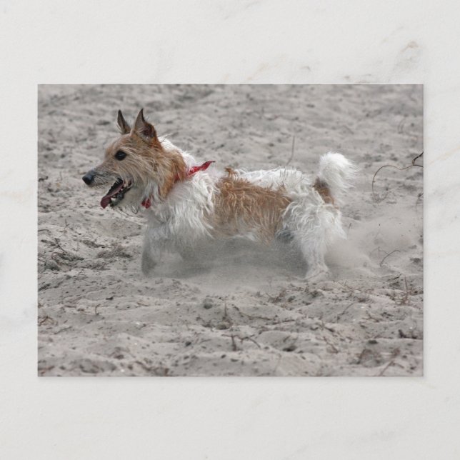 Postal jack russel terrier (Anverso)