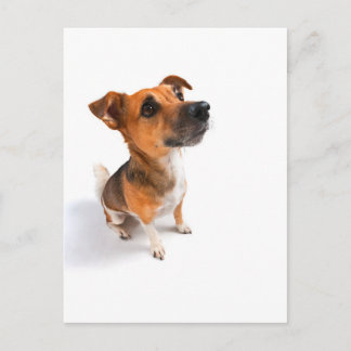 Postal Jack Russell
