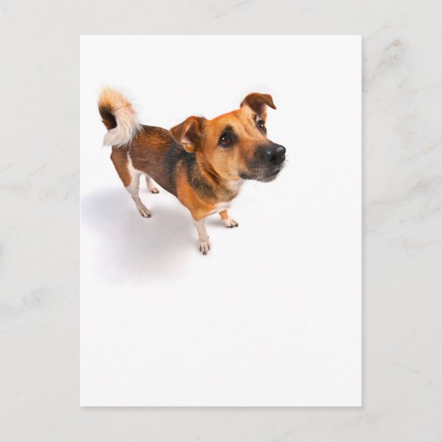 Postal Jack Russell terrier (Anverso)