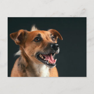 Postal Jack Russell terrier