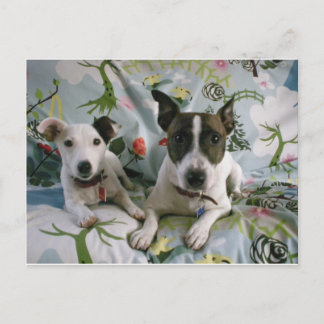 Postal Jack Russell Terrier