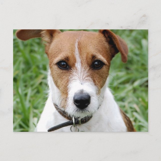 Postal Jack Russell Terrier (Anverso)