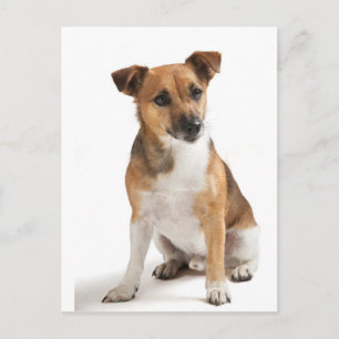 Postal Jack Russell terrier