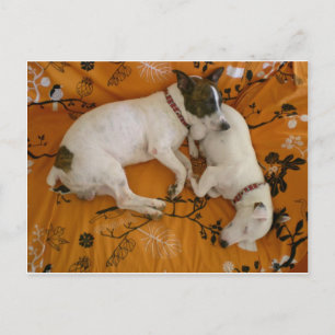 Postal Jack Russell Terrier