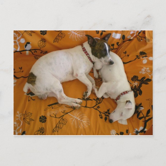 Postal Jack Russell Terrier (Anverso)