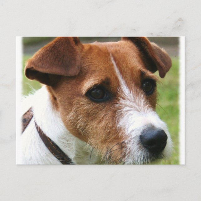 Postal Jack Russell Terrier (Anverso)
