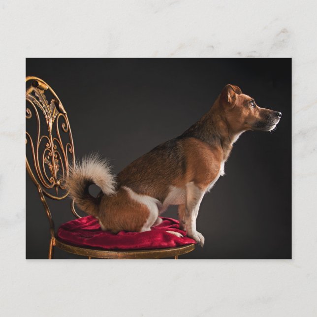 Postal Jack Russell terrier (Anverso)