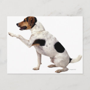 Postal Jack Russell Terrier Lifting Paw