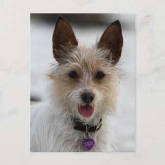 Postal Jack Russell Terrier Mix - Winnie - Omán