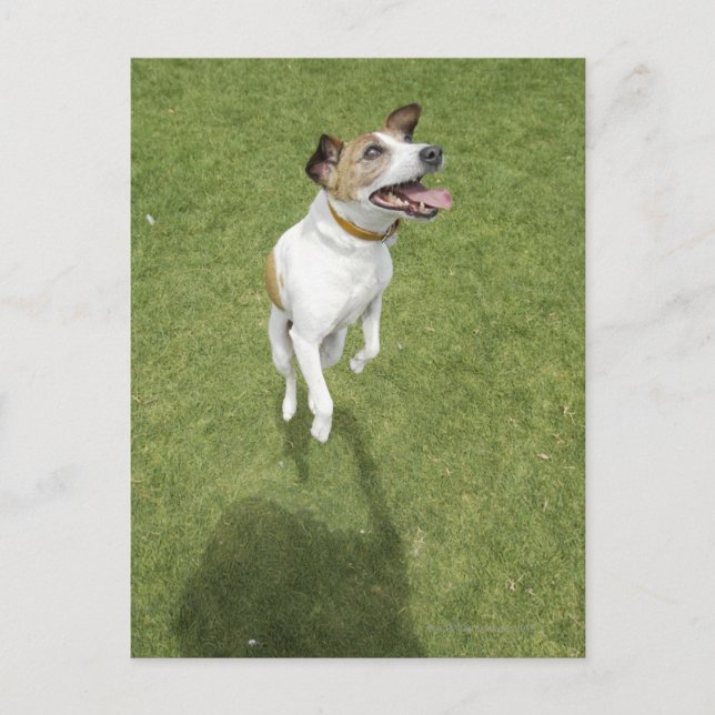Postal Jack russell terrier saltando, vista elevada (Anverso)