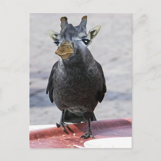 Postal Jackaffe (Anverso)