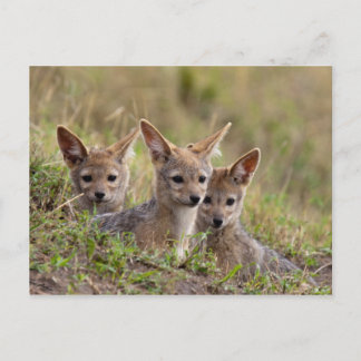Postal Jackal Pups