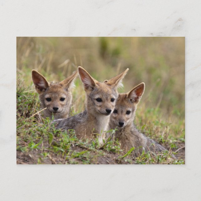 Postal Jackal Pups (Anverso)