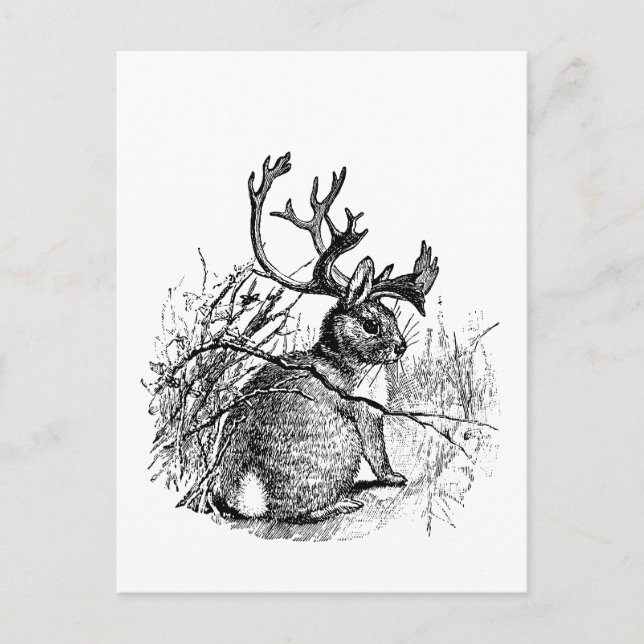 Postal jackalope (Anverso)
