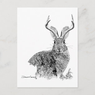 Postal Jackalope
