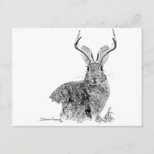Postal Jackalope