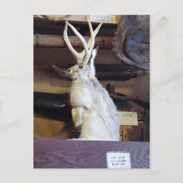 Postal Jackalope de tamaño completo $287.00 (Anverso)