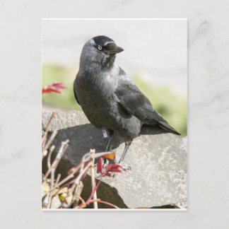 Postal jackdaw.jpg