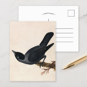 Postal Jackdaw   William Lewin