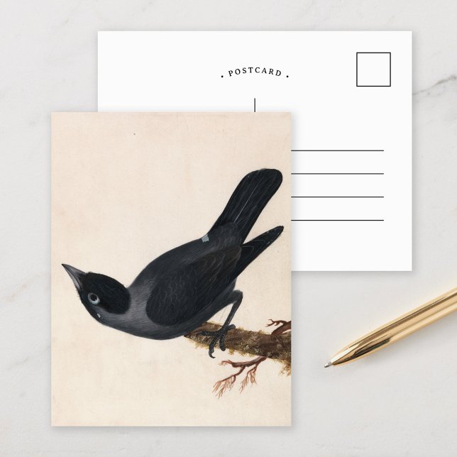 Postal Jackdaw | William Lewin (Subido por el creador)