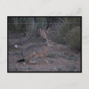 Postal Jackrabbit