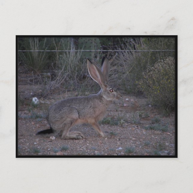 Postal Jackrabbit (Anverso)