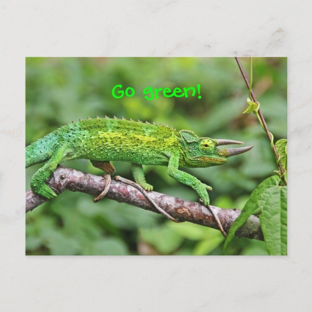 Postal Jacksons Chameleon (Anverso)