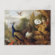 Jacob Bogdani Peacock Peahen perfila canario
