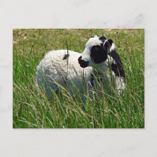 Postal Jacob Ram Lamb