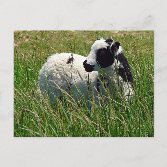 Postal Jacob Ram Lamb (Anverso)
