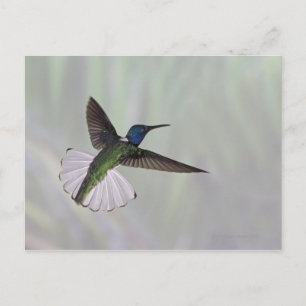 Postal Jacobin Florisuga melivora Costa 2