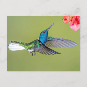 Postal Jacobin Hummingbird en vuelo