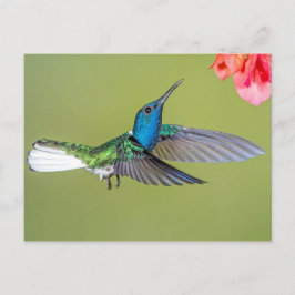 Postal Jacobin Hummingbird en vuelo