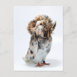 Postal Jacobin Pigeon