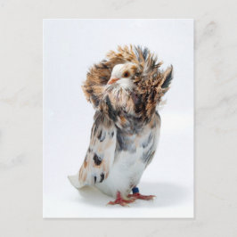Postal Jacobin Pigeon