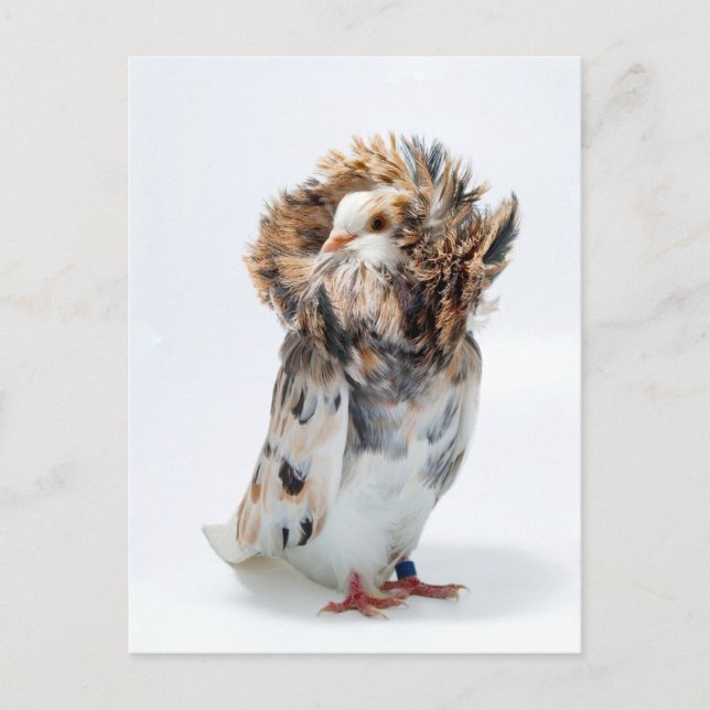 Postal Jacobin Pigeon (Anverso)