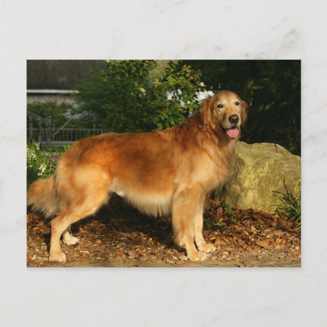Postal Jadeo del golden retriever (Anverso)