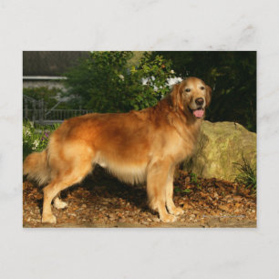 Postal Jadeo del golden retriever