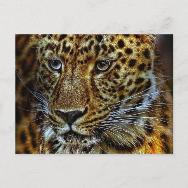 Postal Jaguar (Anverso)