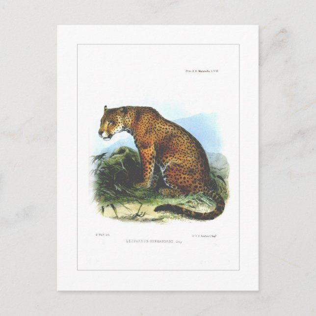 Postal Jaguar (Anverso)