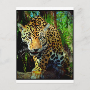 Postal Jaguar