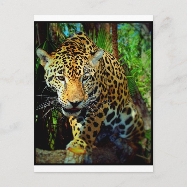 Postal Jaguar (Anverso)